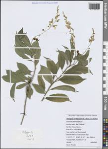 Polygala arillata Buch.-Ham. ex D.Don, Зарубежная Азия (ASIA) (Вьетнам)