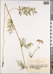 Кадения сомнительная (Schkuhr) Lavrova & V.N.Tikhom., Сибирь, Западная Сибирь (S1) (Россия)