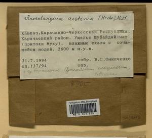 Anoectangium aestivum (Hedw.) Mitt., Гербарий мохообразных, Мхи - Северный Кавказ и Предкавказье (B12) (Россия)