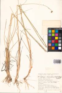Thinopyrum bessarabicum (Savul. & Rayss) Á.Löve, Восточная Европа, Южно-Украинский район (E12) (Украина)