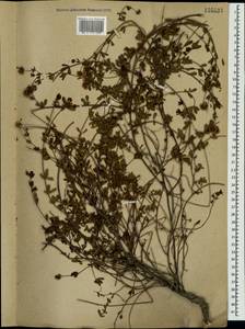 Lotus herbaceus (Vill.) Jauzein, Крым (KRYM) (Россия)