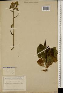 Lactuca racemosa Willd., Кавказ, Грузия (K4) (Грузия)