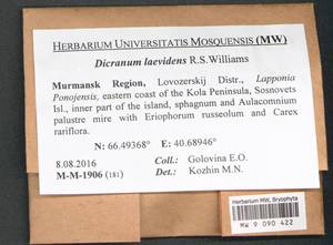 Dicranum laevidens R.S. Williams, Гербарий мохообразных, Мхи - Карелия, Ленинградская и Мурманская области (B4) (Россия)