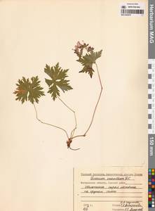 Герань волосистоцветковая DC., Сибирь, Чукотка и Камчатка (S7) (Россия)