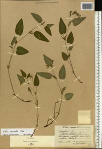 Фиалка Руппа All., Восточная Европа, Московская область и Москва (E4a) (Россия)