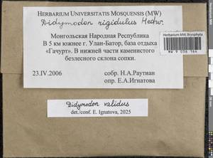Didymodon validus Limpr., Гербарий мохообразных, Мхи - Азия (вне границ бывшего СССР) (BAs) (Монголия)
