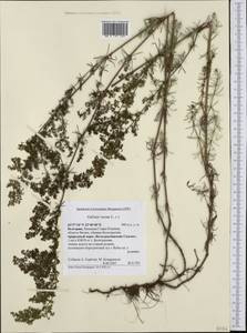 Подмаренник настоящий L., Западная Европа (EUR) (Болгария)