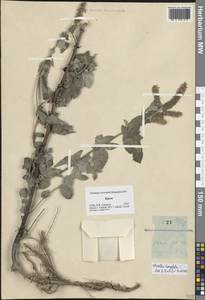 Мята длиннолистная (L.) L., Крым (KRYM) (Россия)