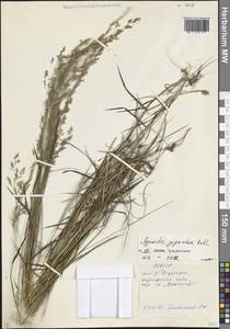 Полевица гигантская Roth, Кавказ, Северная Осетия, Ингушетия и Чечня (K1c) (Россия)