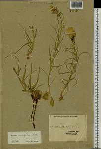 Gelasia ensifolia (M. Bieb.) Zaika, Sukhor. & N. Kilian, Сибирь, Западный (Казахстанский) Алтай (S2a) (Казахстан)