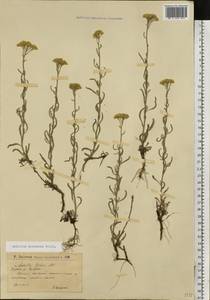 Тысячелистник мелкоцветковый Willd., Восточная Европа, Нижневолжский район (E9) (Россия)