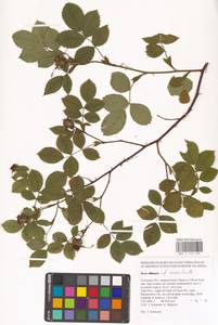 Шиповник сизый Sm., Восточная Европа, Центральный район (E4) (Россия)