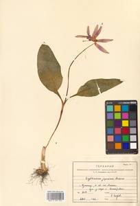 Erythronium japonicum Decne., Сибирь, Дальний Восток (S6) (Россия)