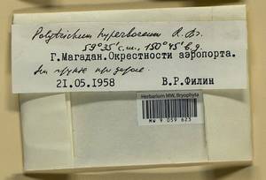 Polytrichum hyperboreum R. Br., Гербарий мохообразных, Мхи - Чукотка и Камчатка (B21) (Россия)