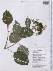 Hydrangea arborescens L., Америка (AMER) (США)