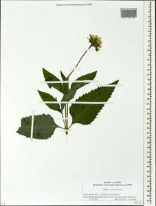 Heliopsis helianthoides var. scabra (Dunal) Fernald, Восточная Европа, Московская область и Москва (E4a) (Россия)