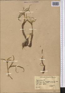 Colchicum robustum (Bunge) Stef., Средняя Азия и Казахстан, Копетдаг, Бадхыз, Малый и Большой Балхан (M1) (Туркмения)