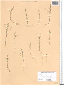 Clypeola aspera (Grauer) Turrill, Средняя Азия и Казахстан, Копетдаг, Бадхыз, Малый и Большой Балхан (M1) (Туркмения)