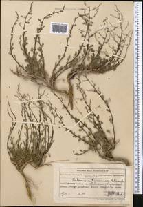 Полынь туранская (Krasch.) Poljak., Средняя Азия и Казахстан, Муюнкумы, Прибалхашье и Бетпак-Дала (M9) (Казахстан)