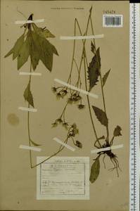 Hieracium lachenalii subsp. cruentifolium (Dahlst. & Lübeck ex Dahlst.) Zahn, Сибирь, Прибайкалье и Забайкалье (S4) (Россия)