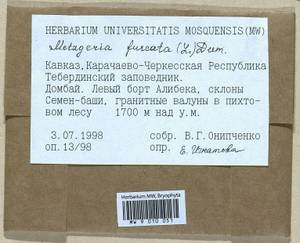 Metzgeria furcata (L.) Corda, Гербарий мохообразных, Мхи - Северный Кавказ и Предкавказье (B12) (Россия)