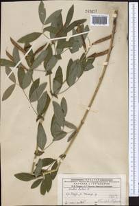 Чина Гмелина (Fisch. ex Ser.) Fritsch, Средняя Азия и Казахстан, Джунгарский Алатау и Тарбагатай (M5) (Казахстан)