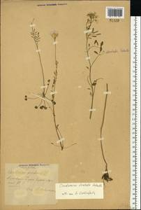 Cardamine pratensis subsp. dentata (Schult.) Celak., Восточная Европа, Центральный лесостепной район (E6) (Россия)