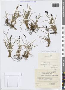 Осока ногоплодная R.Br., Сибирь, Чукотка и Камчатка (S7) (Россия)