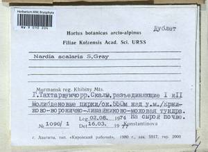 Nardia scalaris Gray, Гербарий мохообразных, Мхи - Карелия, Ленинградская и Мурманская области (B4) (Россия)