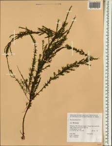 Baeckea frutescens L., Зарубежная Азия (ASIA) (Малайзия)