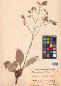 Limonium gmelini (Willd.) Kuntze, Восточная Европа, Нижневолжский район (E9) (Россия)