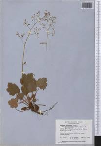 Heuchera micrantha Dougl., Америка (AMER) (Канада)