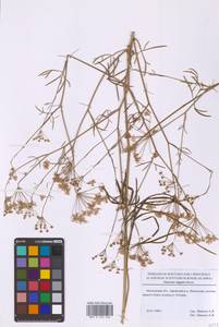 Резак обыкновенный Bernh., Восточная Европа, Московская область и Москва (E4a) (Россия)