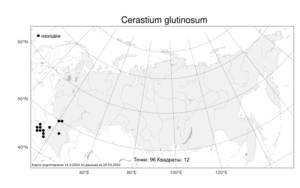 Cerastium glutinosum, Ясколка липкая Fr., Атлас флоры России (FLORUS) (Россия)