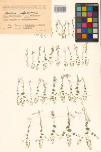 Клоповник пронзеннолистный L., Восточная Европа, Нижневолжский район (E9) (Россия)