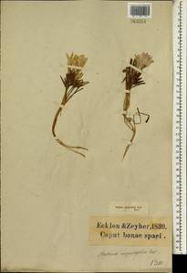 Babiana nana subsp. maculata (Klatt) Goldblatt & J.C.Manning, Африка (AFR) (ЮАР)