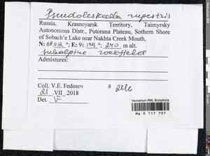 Pseudoleskeella rupestris (Berggr.) Hedenäs & L. Söderstr., Гербарий мохообразных, Мхи - Красноярский край, Тыва и Хакасия (B17) (Россия)