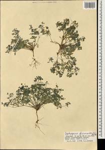 Тонкоплодник дымянковый (L.) Rchb., Монголия (MONG) (Монголия)