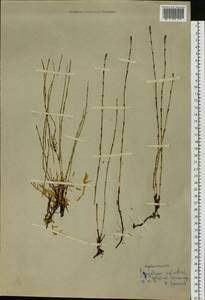 Хвощ болотный L., Восточная Европа, Северный район (E1) (Россия)