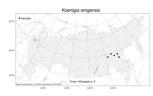 Koenigia amgensis, Кенигия амгинская (Michaleva & Perfiljeva), Атлас флоры России (FLORUS) (Россия)