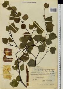 Betula pendula subsp. mandshurica (Regel) Ashburner & McAll., Сибирь, Якутия (S5) (Россия)