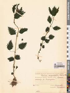 Urtica dioica var. holosericea Fr., Сибирь, Чукотка и Камчатка (S7) (Россия)