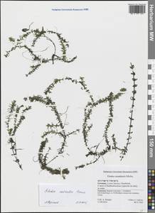 Элодея Нутталя (Planch.) H.St.John, Западная Европа (EUR) (Германия)