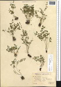 Asplenium lepidum subsp. haussknechtii (Godet & Reuter) Brownsey, Средняя Азия и Казахстан, Западный Тянь-Шань и Каратау (M3) (Казахстан)