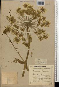 Борщевик Мантегацци Sommier & Levier, Кавказ, Черноморское побережье (от Новороссийска до Адлера) (K3) (Россия)