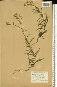 Achillea ptarmica subsp. ptarmica, Восточная Европа, Центральный лесостепной район (E6) (Россия)