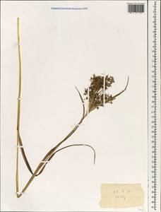 Cyperaceae, Зарубежная Азия (ASIA) (КНДР)