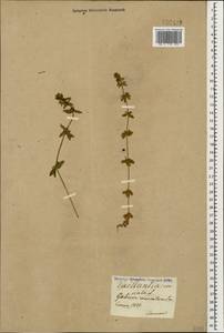 Круциата гладконогая Opiz, Кавказ (без точных местонахождений) (K0)