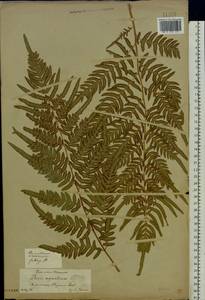 Pteridium aquilinum subsp. pinetorum (C. N. Page & R. R. Mill) J. A. Thomson, Восточная Европа, Центральный лесостепной район (E6) (Россия)