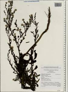 Symphyotrichum squamatum (Spreng.) G. L. Nesom, Зарубежная Азия (ASIA) (Израиль)